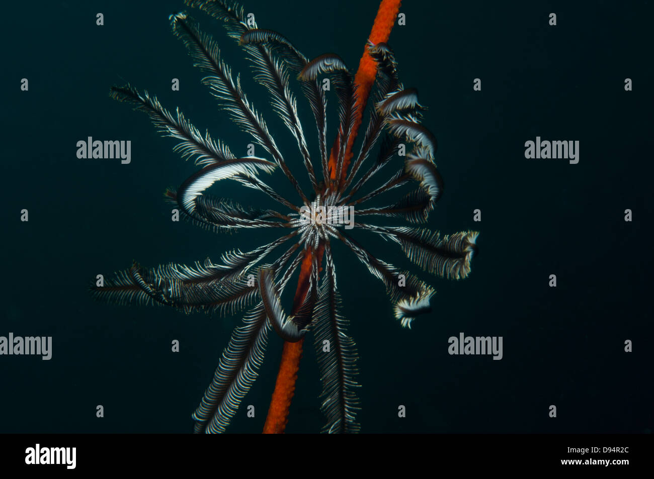 Feather Stars: (Crinoidea) on whip coral (Cirripathes sp) in the Lembeh Straits, North Sulawesi, Indonesia Stock Photo