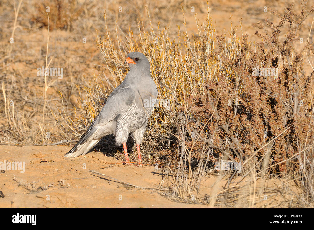 Pale Chanting Goshawk Melierax canorus Photographed in Kgalagadi National Park, South Africa Stock Photo