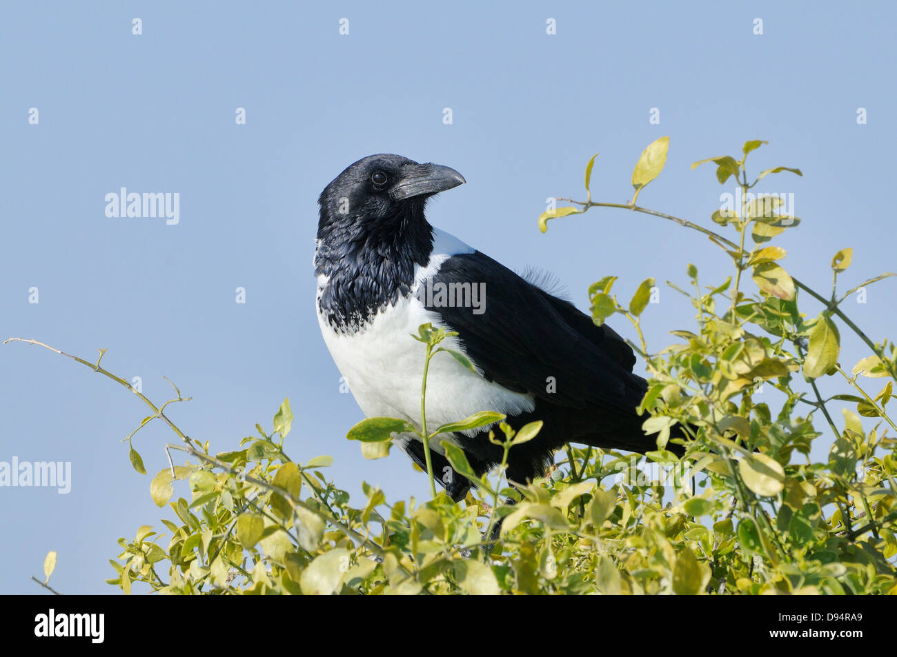 Pied Crow Corvus albus Photographed in Etosha National Park, Namibia Stock Photo
