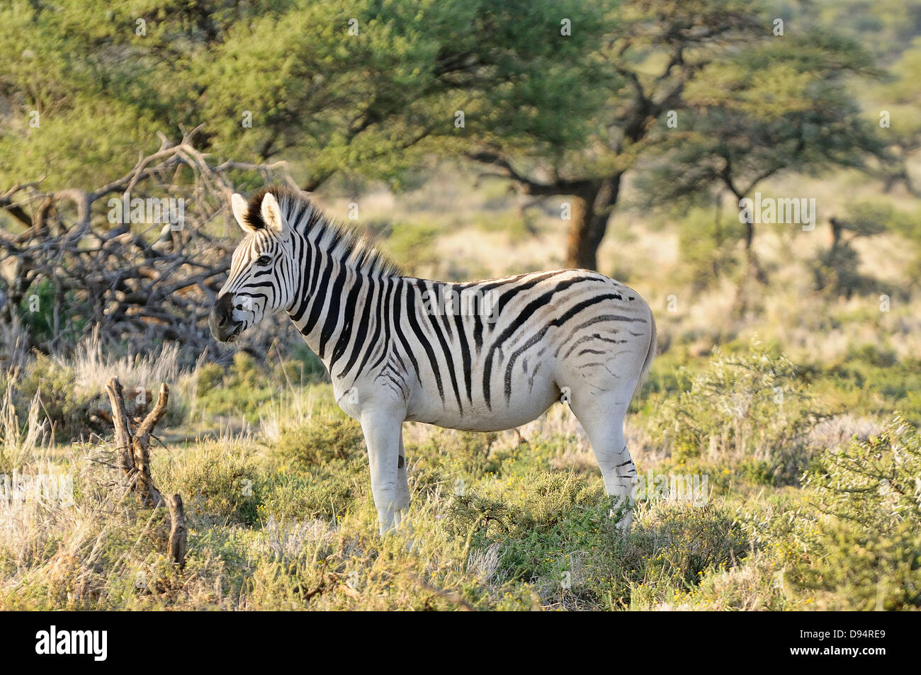 Quagga, Equus quagga quagga. Example of animals in 'breeding back' project to recreate a Quagga from Plains Zebra. Stock Photo