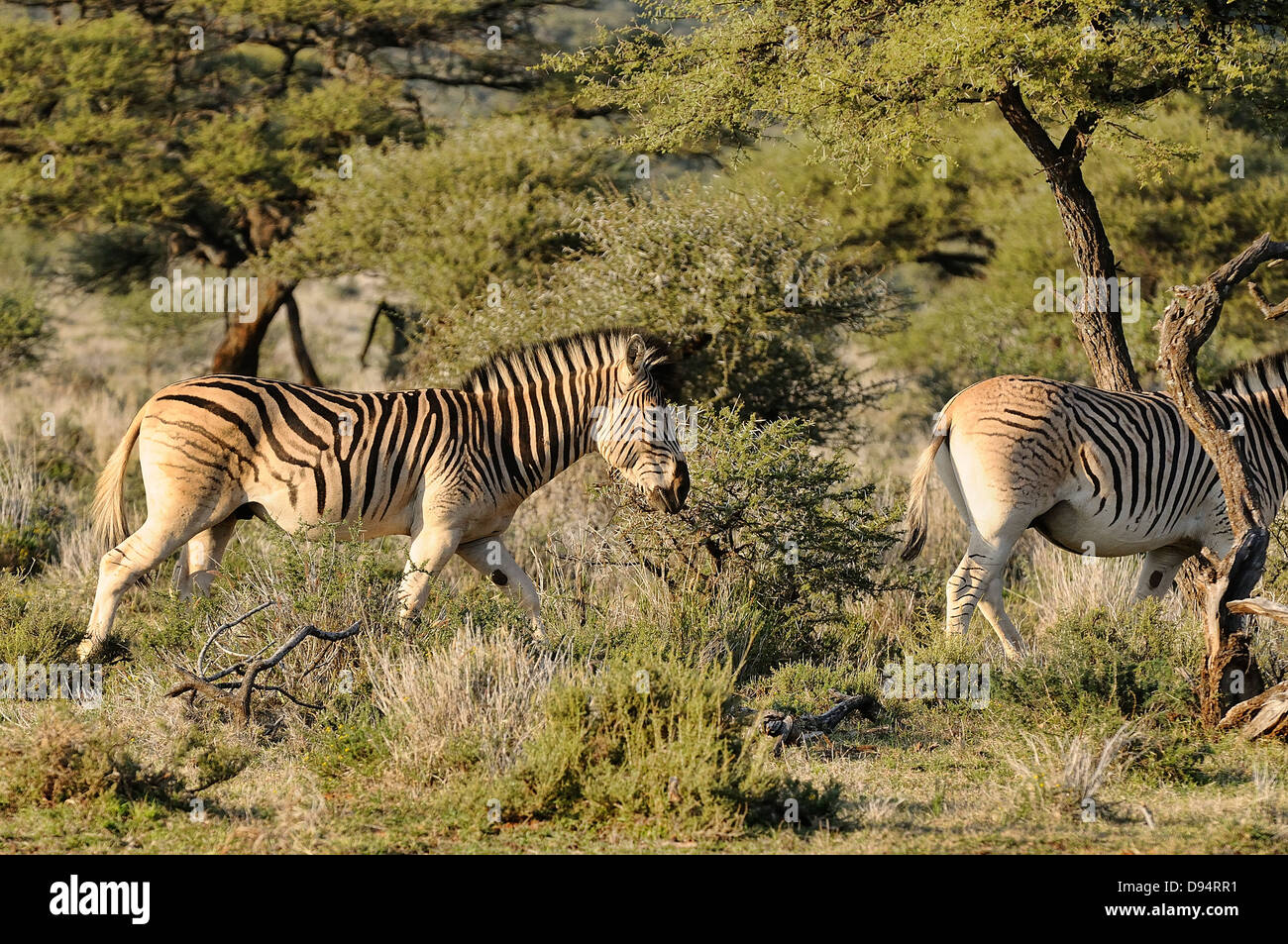 Quagga, Equus quagga quagga. Example of animals in 'breeding back' project to recreate a Quagga from Plains Zebra. Stock Photo