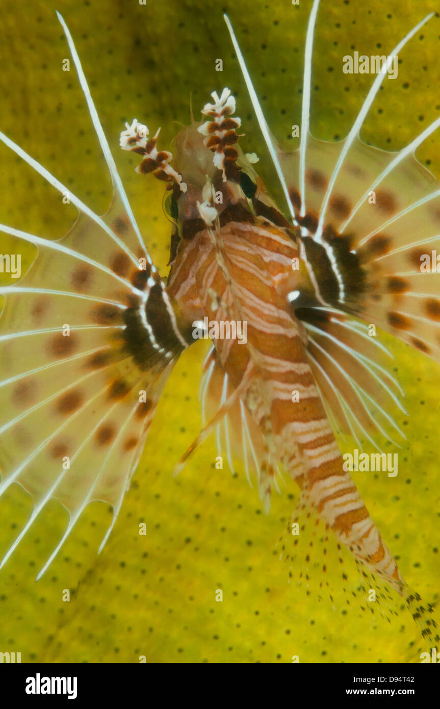 Spotfin lionfish (Sebastapistes ballieu) against yellow corals on Jahir 1 divesite, Lembeh Straits, North Sulawesi, Indonesia Stock Photo