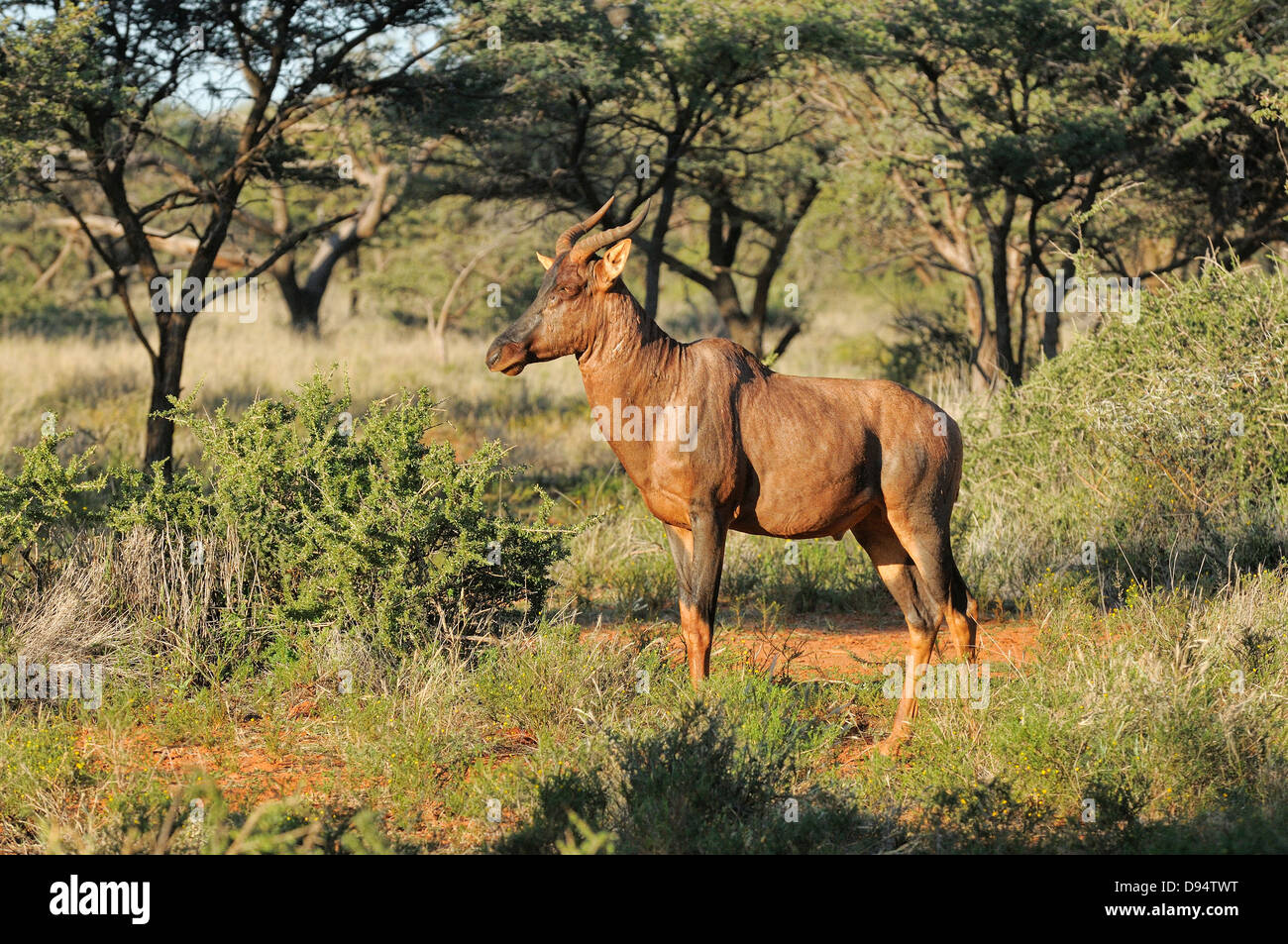 Red Hartebeest Alcelaphus caama Photographed in Mokala National Park, South Africa Stock Photo