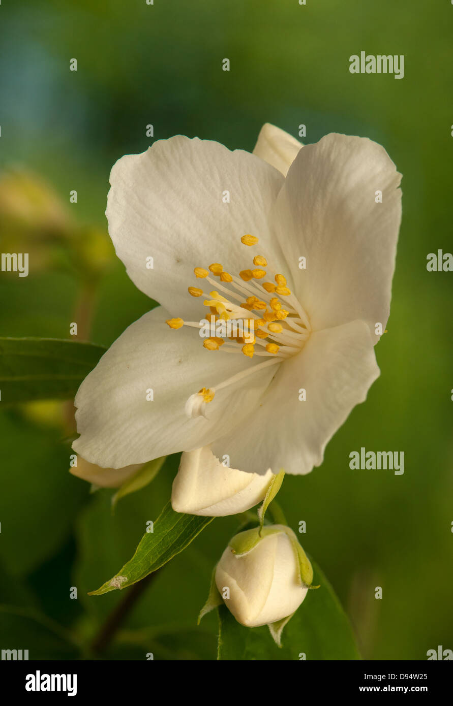 Philadelphus coronarius Stock Photo