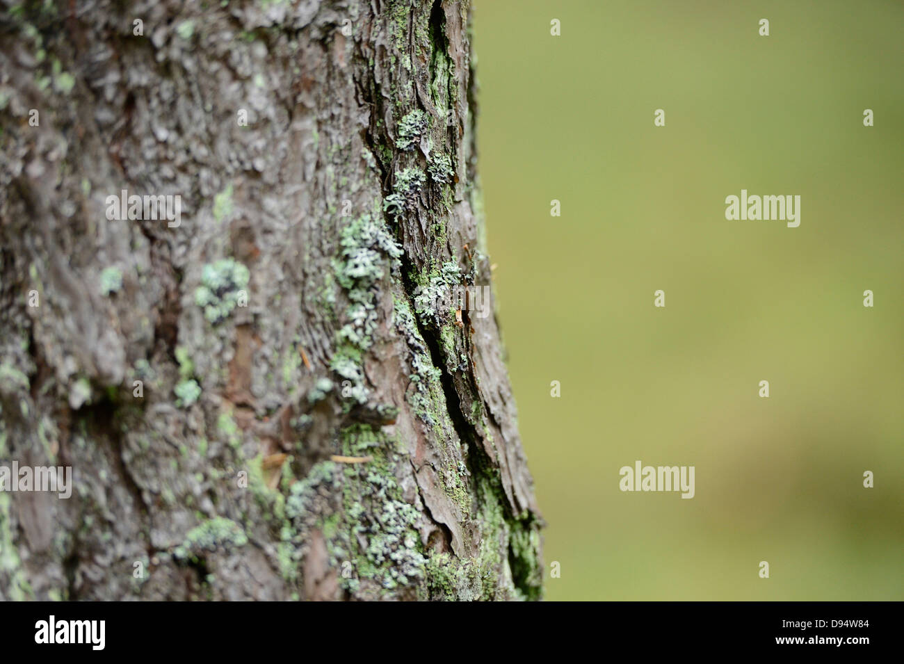 Close-up of Scots Pine (Pinus sylvestris) Tree Trunk, Neumarkt, Upper Palatinate, Bavaria, Germany Stock Photo