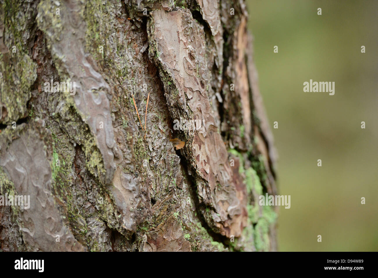 Close-up of Scots Pine (Pinus sylvestris) Tree Trunk, Neumarkt, Upper Palatinate, Bavaria, Germany Stock Photo