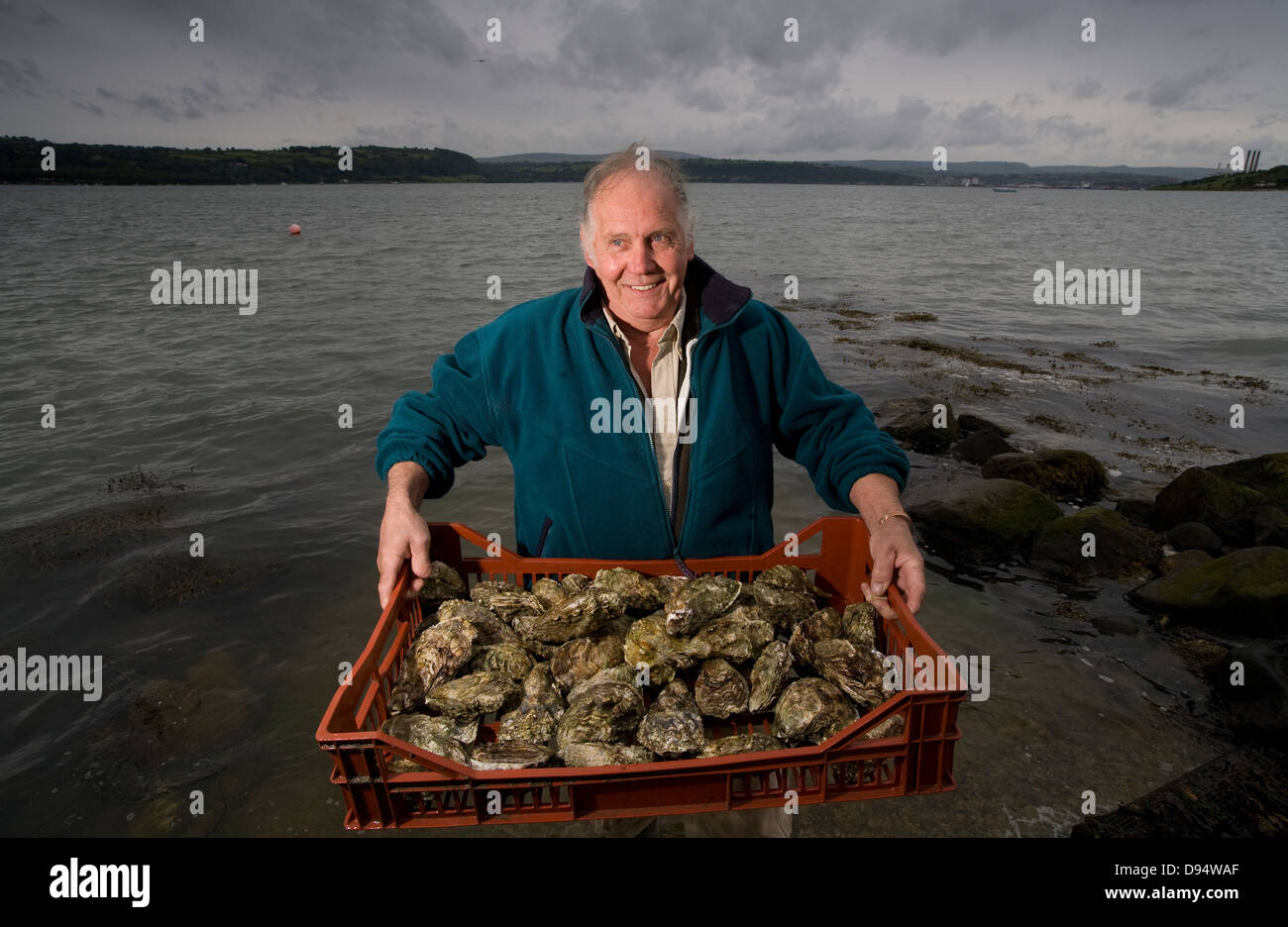 Oyster farmer and fisherman near Larne , Northern Ireland Stock Photo