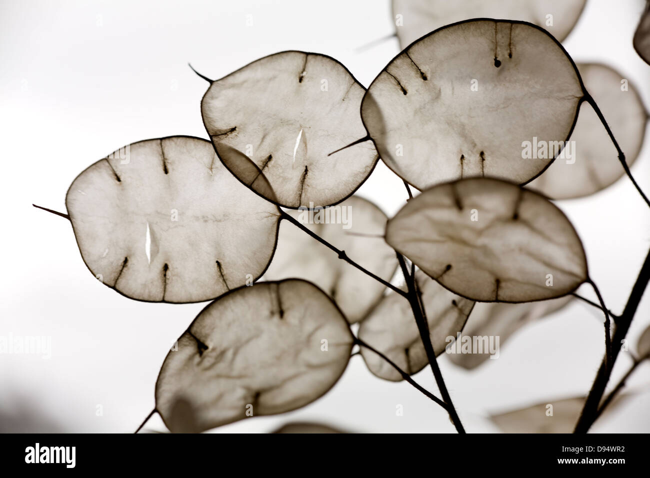 Annual Honesty (Lunaria annua) seed pods Stock Photo