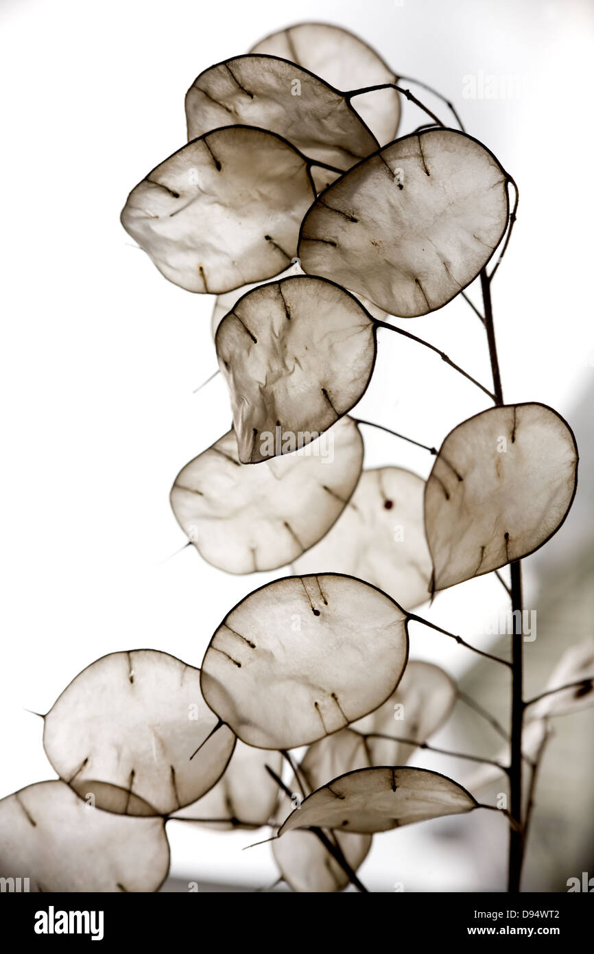 Annual Honesty (Lunaria annua) seed pods Stock Photo