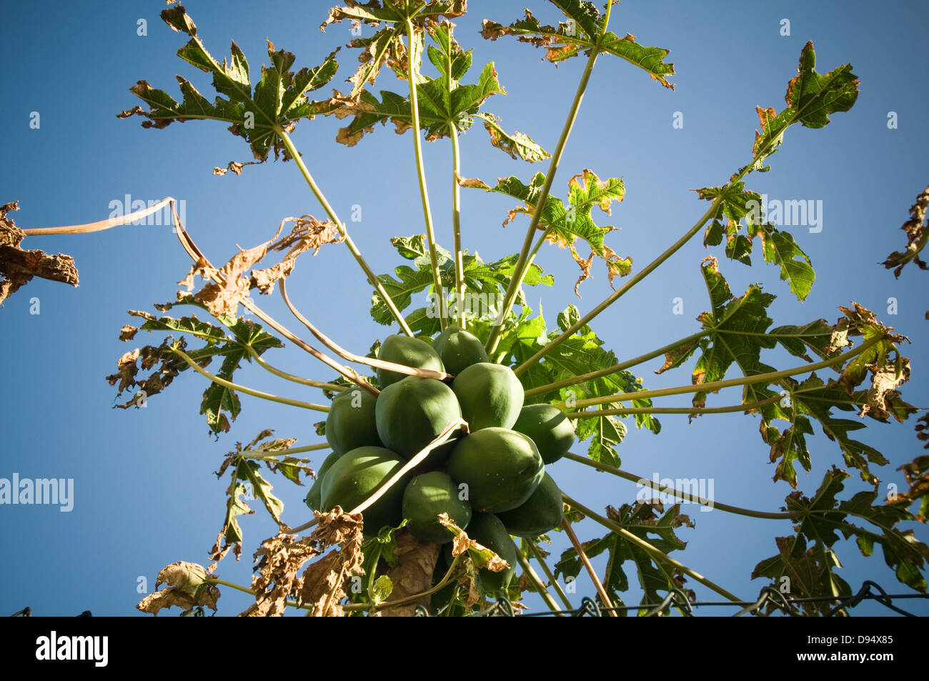 figs fig tree figtree figtrees trees blue sky Stock Photo Alamy