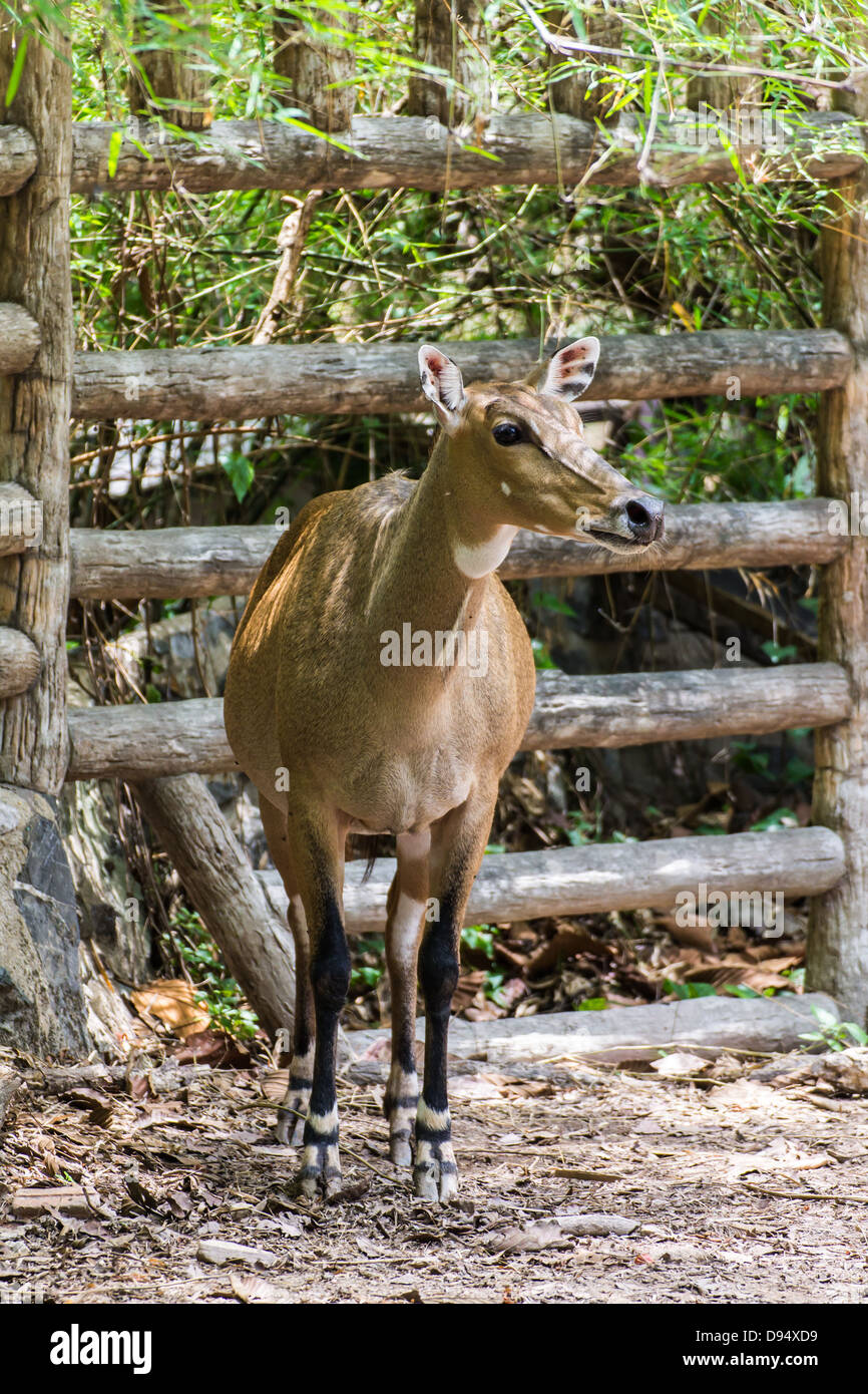 young goitered gazelle looking suspicious in Chiangmai Zoo , Thailand Stock Photo