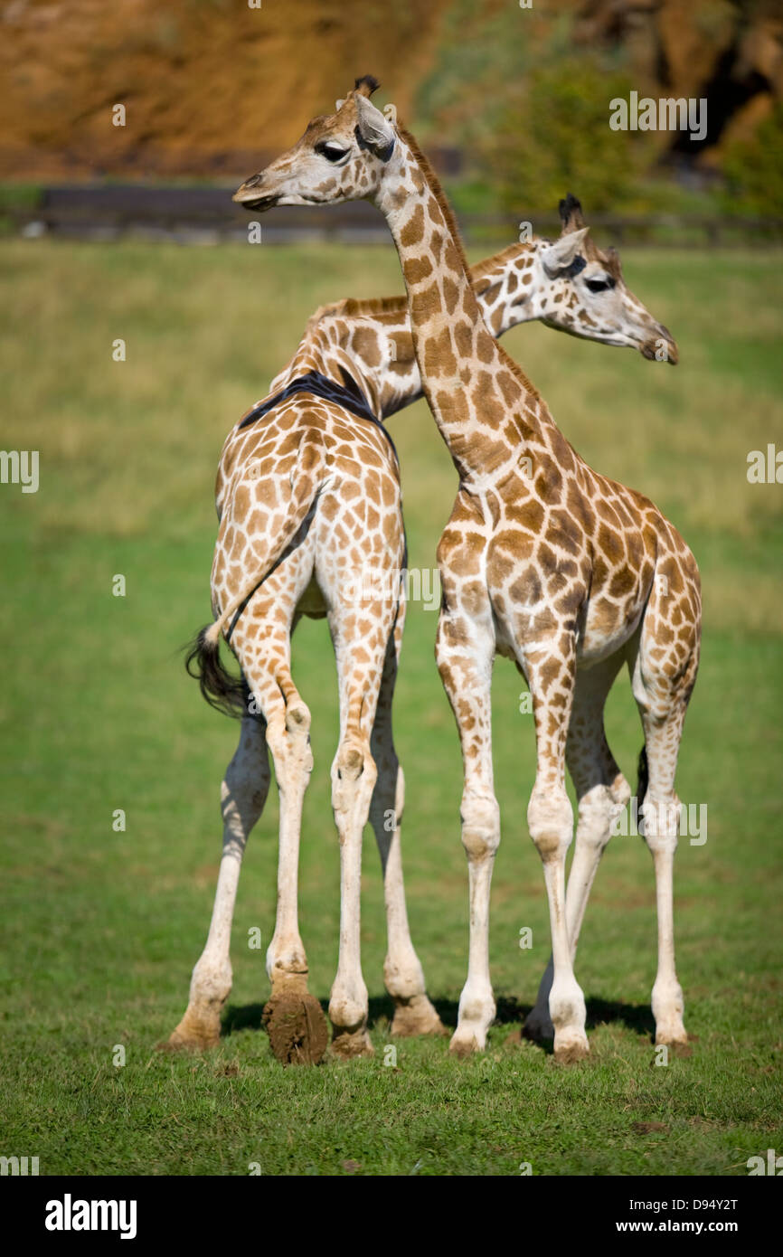 giraffe (Giraffa camelopardalis). Couple Stock Photo