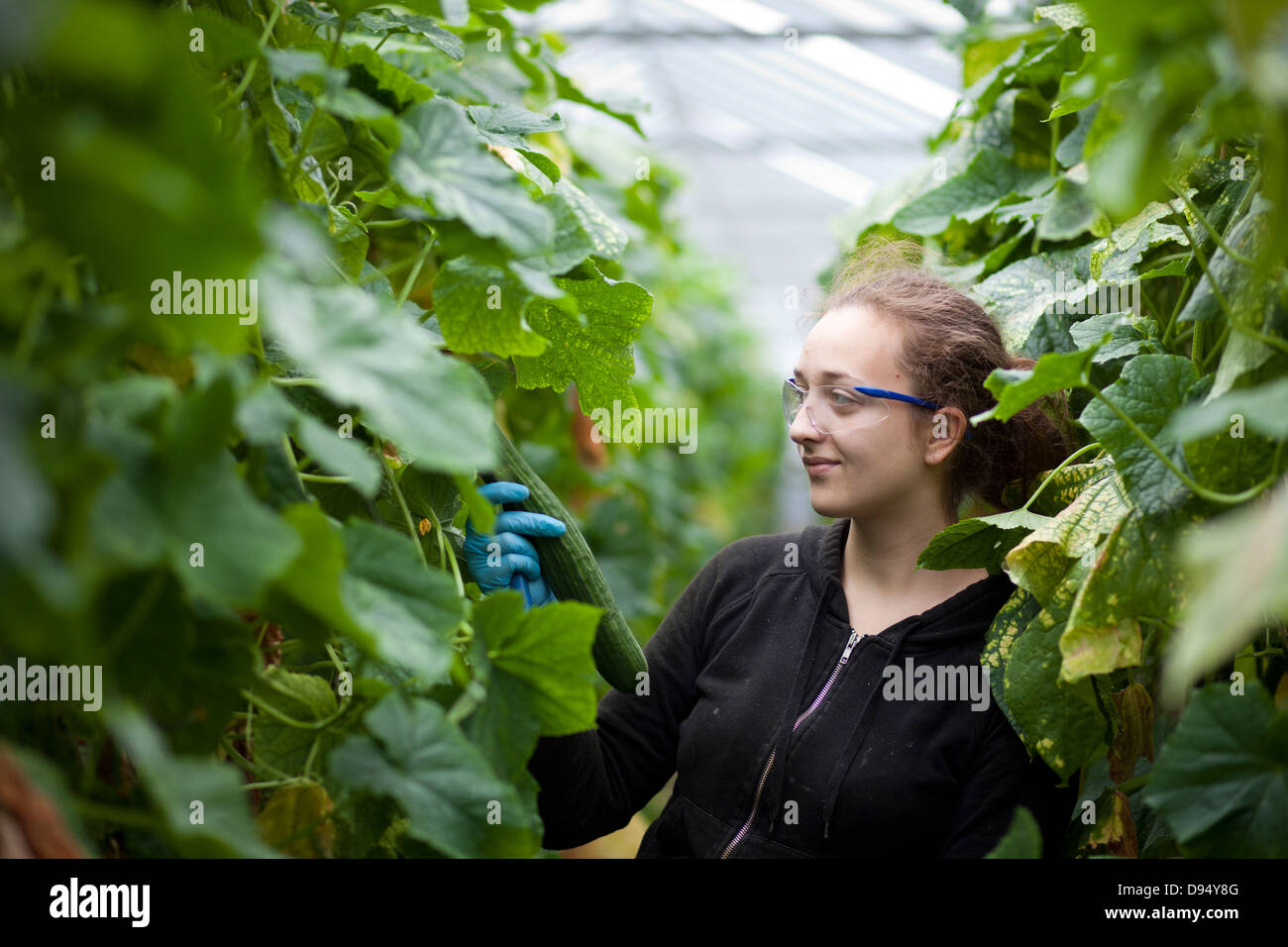 Cucumber Greenhouse in East Yorkshire , UK Stock Photo Alamy