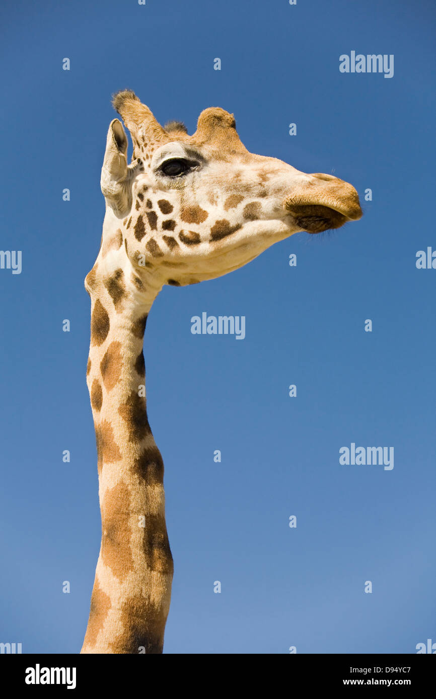 giraffe (Giraffa camelopardalis) neck and head Stock Photo