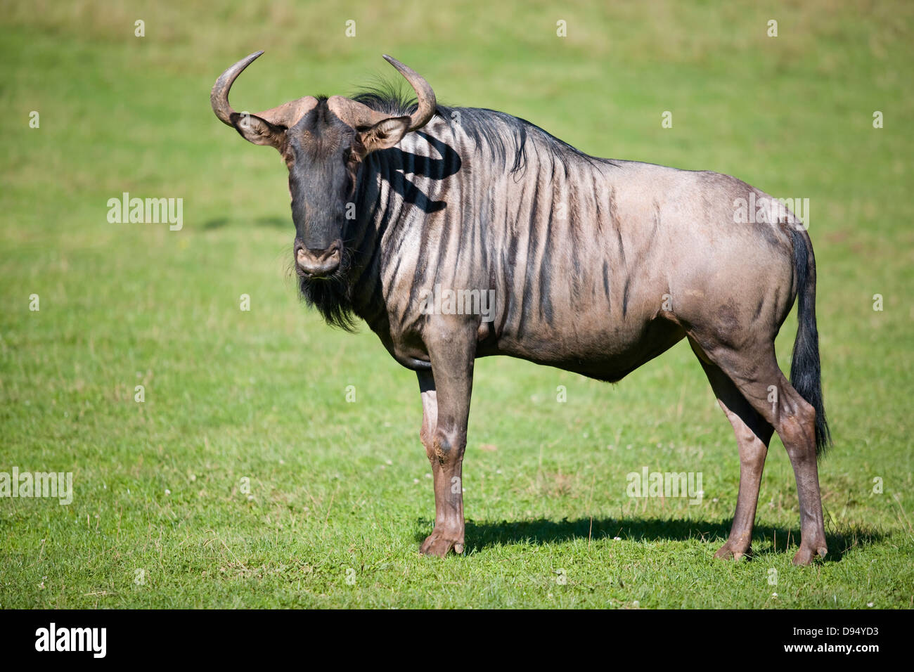 wildebeest or brindled gnu (Connochaetes taurinus) Stock Photo