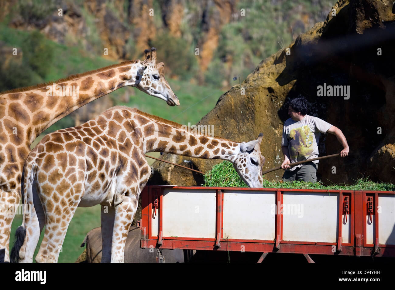giraffe (Giraffa camelopardalis). Eating Stock Photo