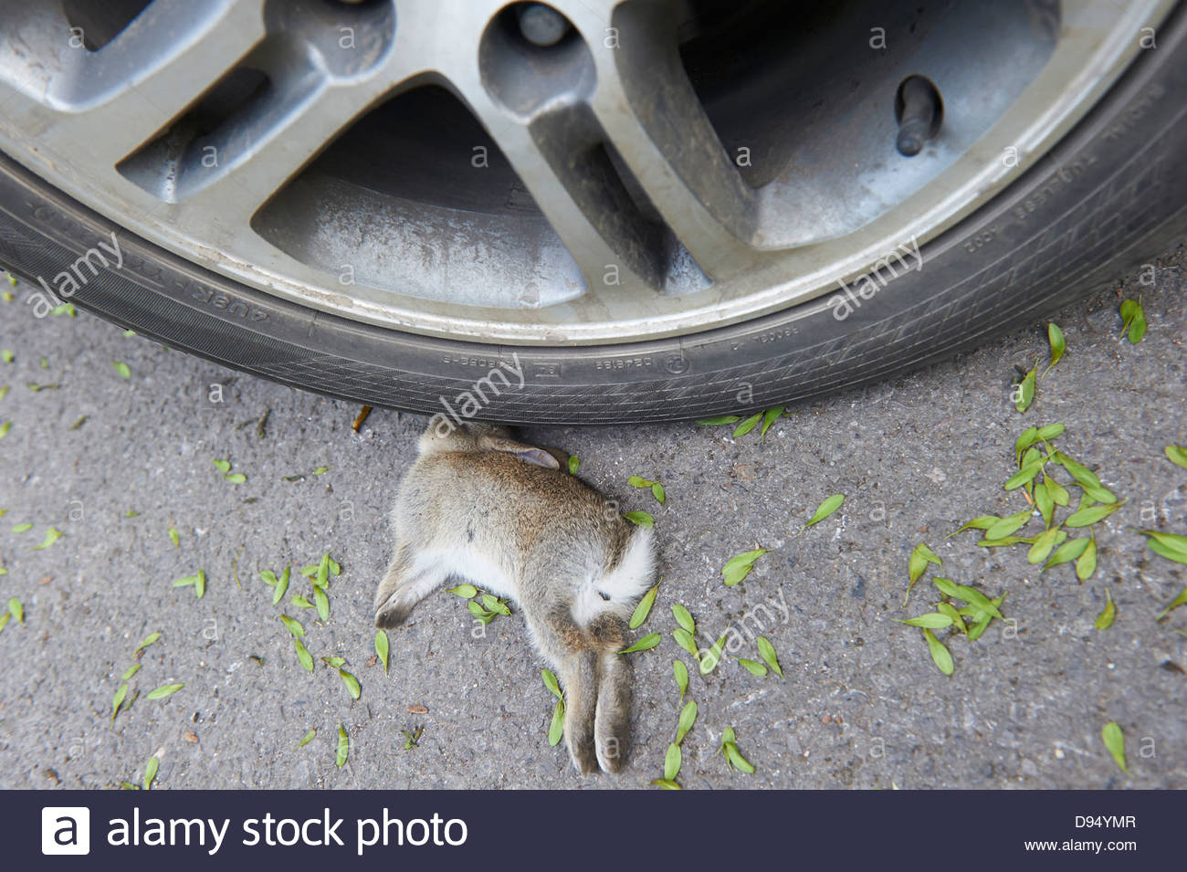 Road Kill Rabbit Dead High Resolution Stock Photography and Images Alamy