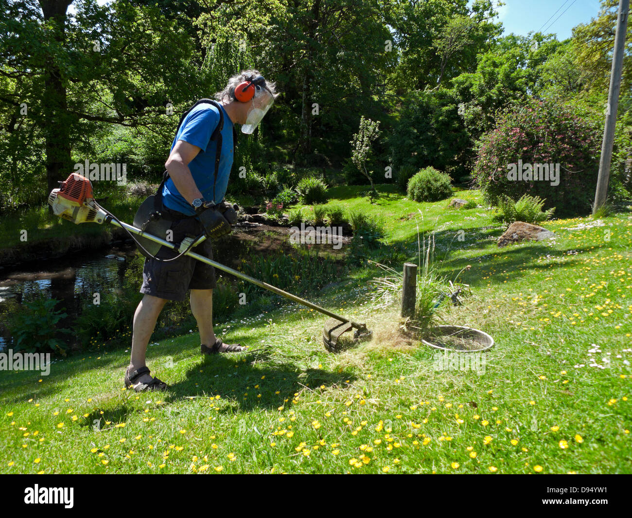 Man wearing safety equipment using strimmer to cut grass lawn in spring around a pond Carmarthenshire Wales UK  KATHY DEWITT Stock Photo