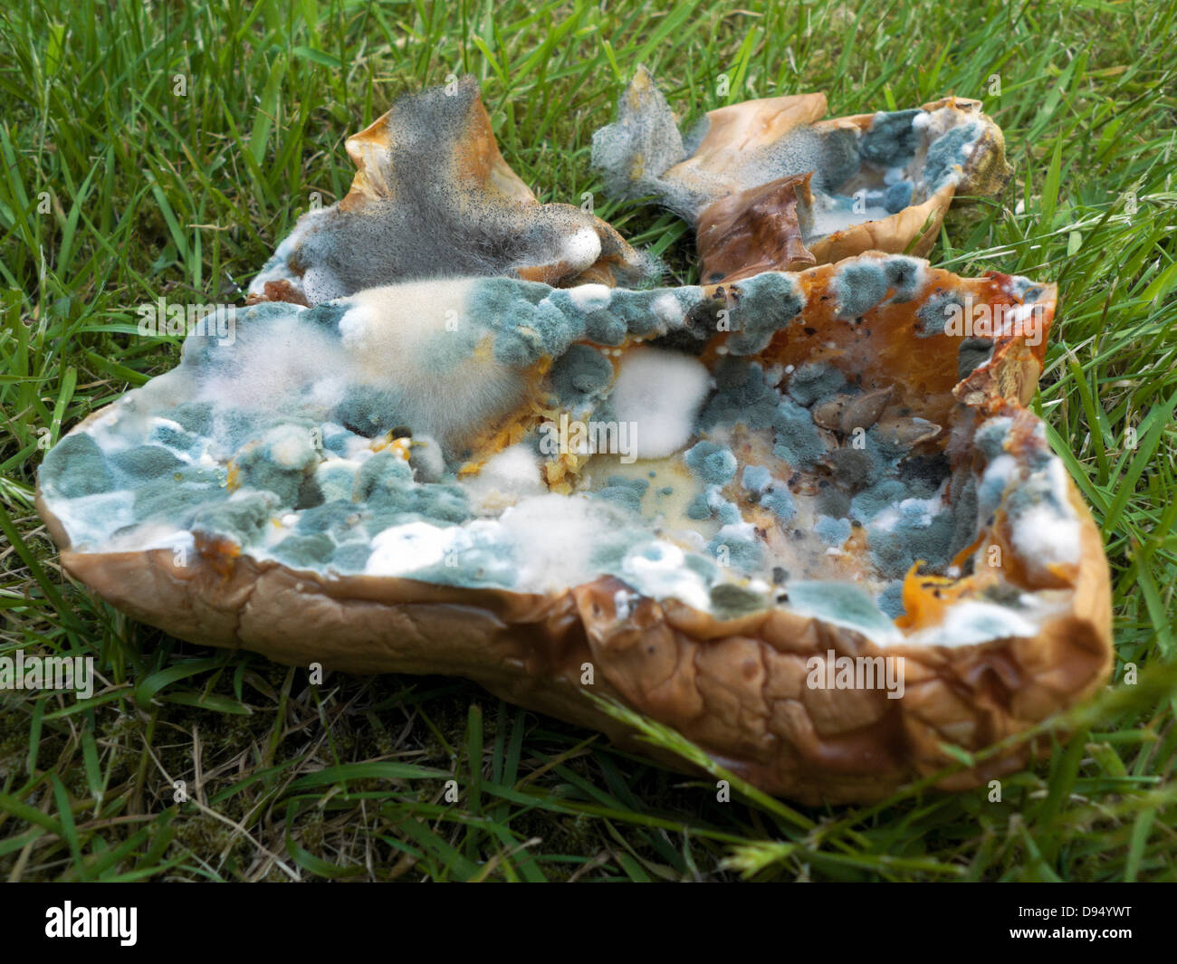Mould growth on a baked neglected butternut squash a week after cooking Wales UK  KATHY DEWITT Stock Photo