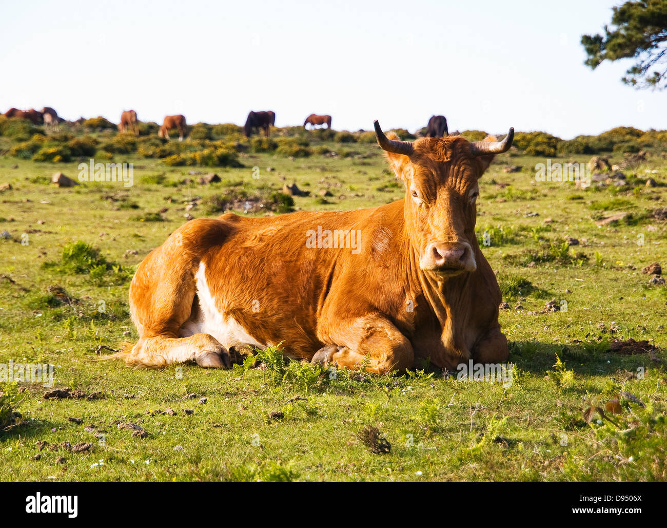 Spain cow farm spanish galician hi-res stock photography and images - Alamy