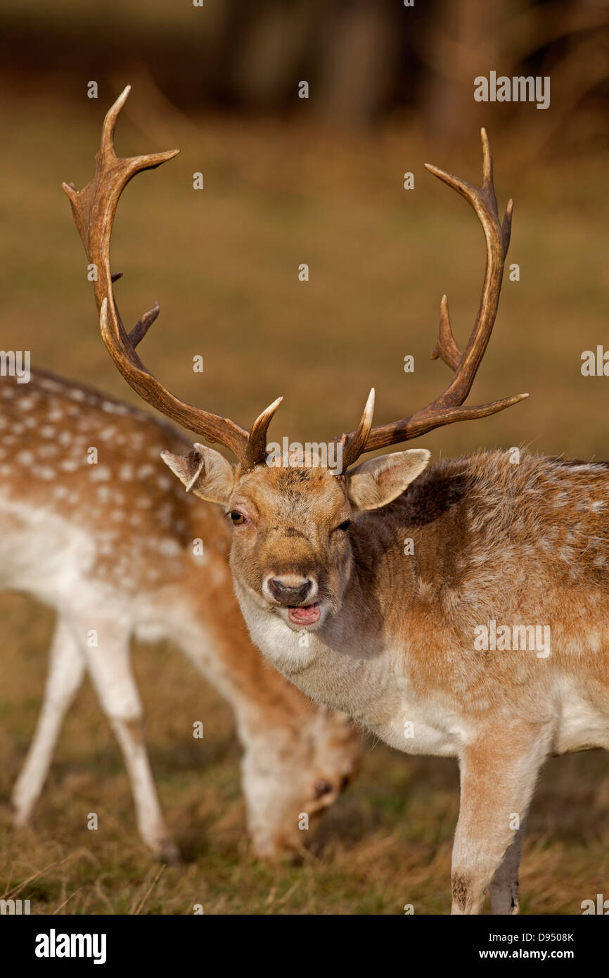 Fallow Deer, England, United Kingdom Stock Photo