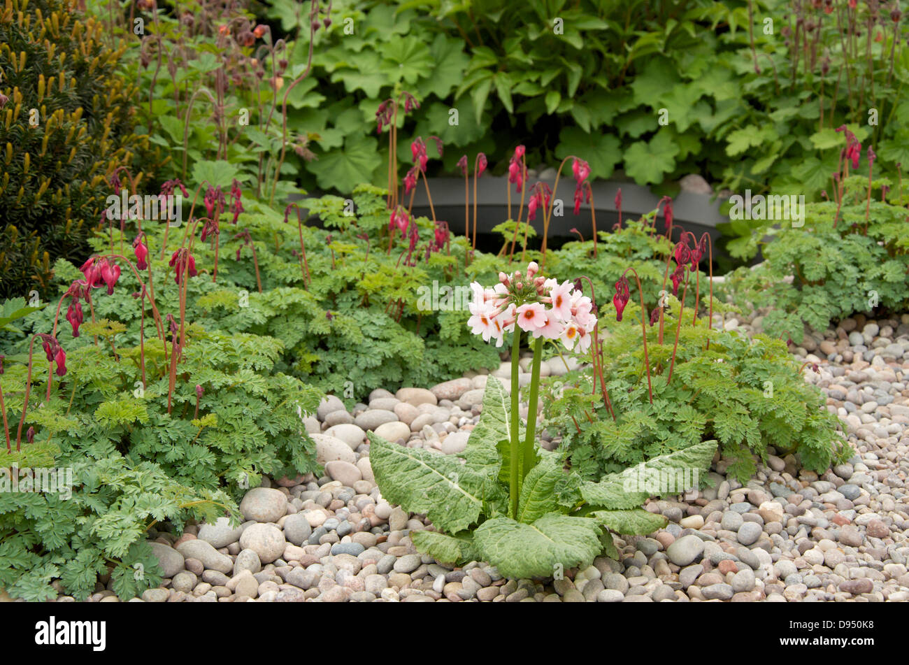 Primula japonica 'Apple Blossom' in The First Touch Garden at RHS Chelsea Flower Show 2013, London, UK. Stock Photo
