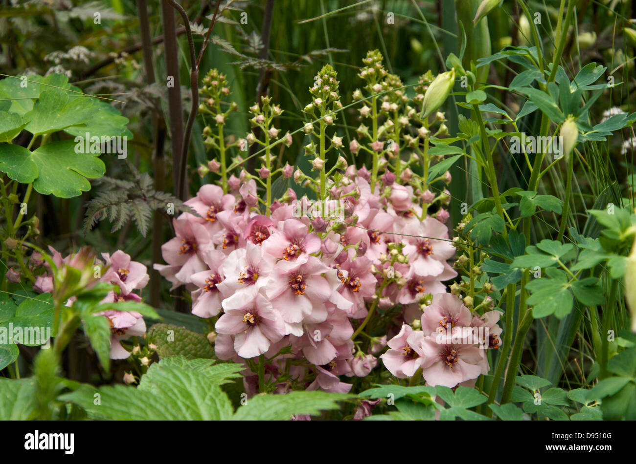 Verbascum 'Jackie in Pink' Stock Photo