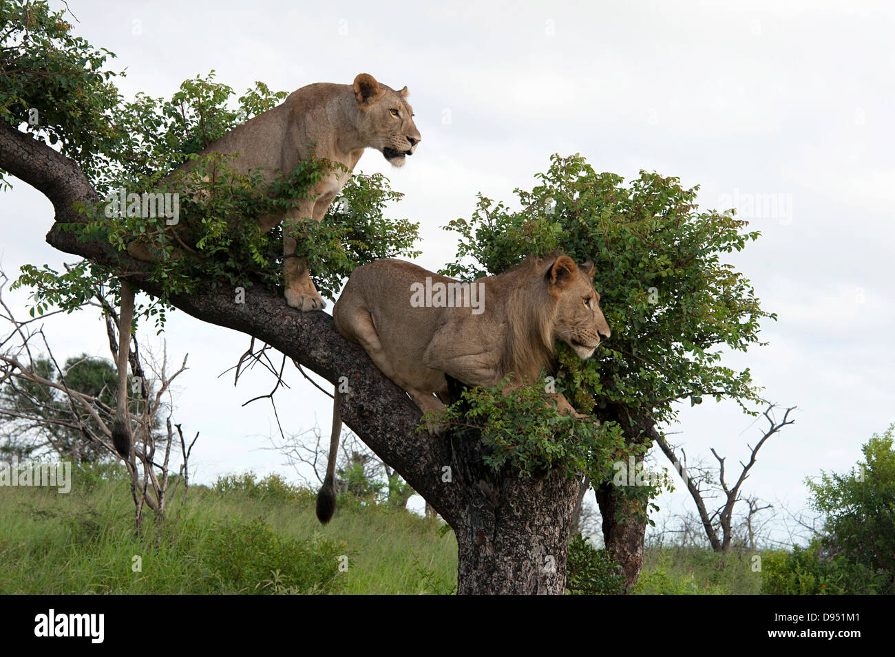 Lions in tree surveying game reserve. South Africa. Stock Photo