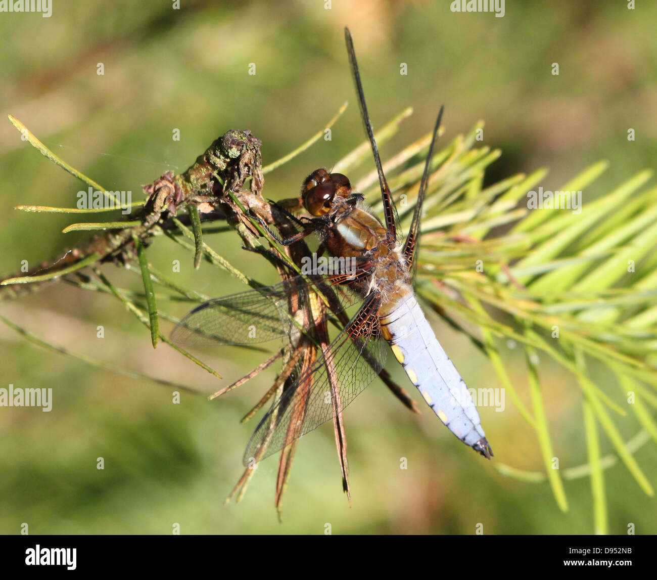 Detailed macro shot of male Broad-bodied Chaser (Libellula depressa) posing on a branch Stock Photo