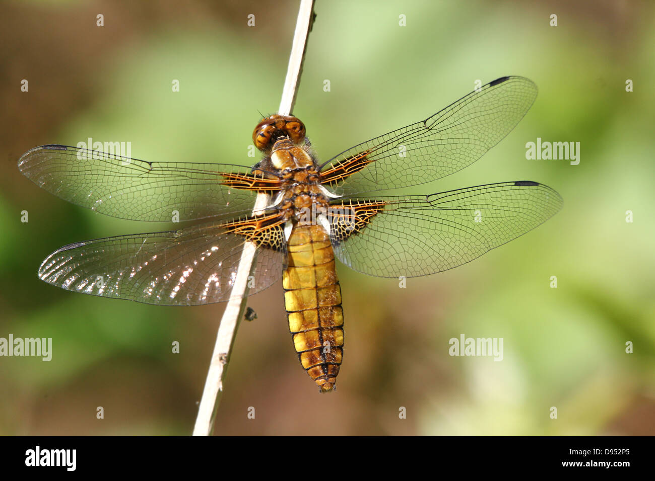 Detailed macro shot of female Broad-bodied Chaser (Libellula depressa) Stock Photo