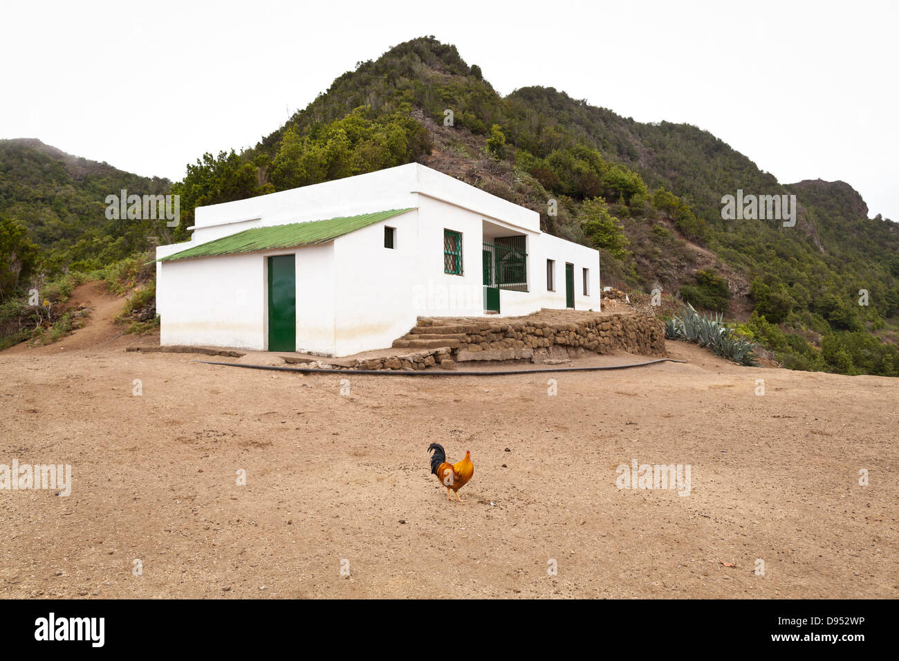 Chicken outside a farmhouse in a remote part of Anaga, Tenerife, Canary Islands, Spain Stock Photo