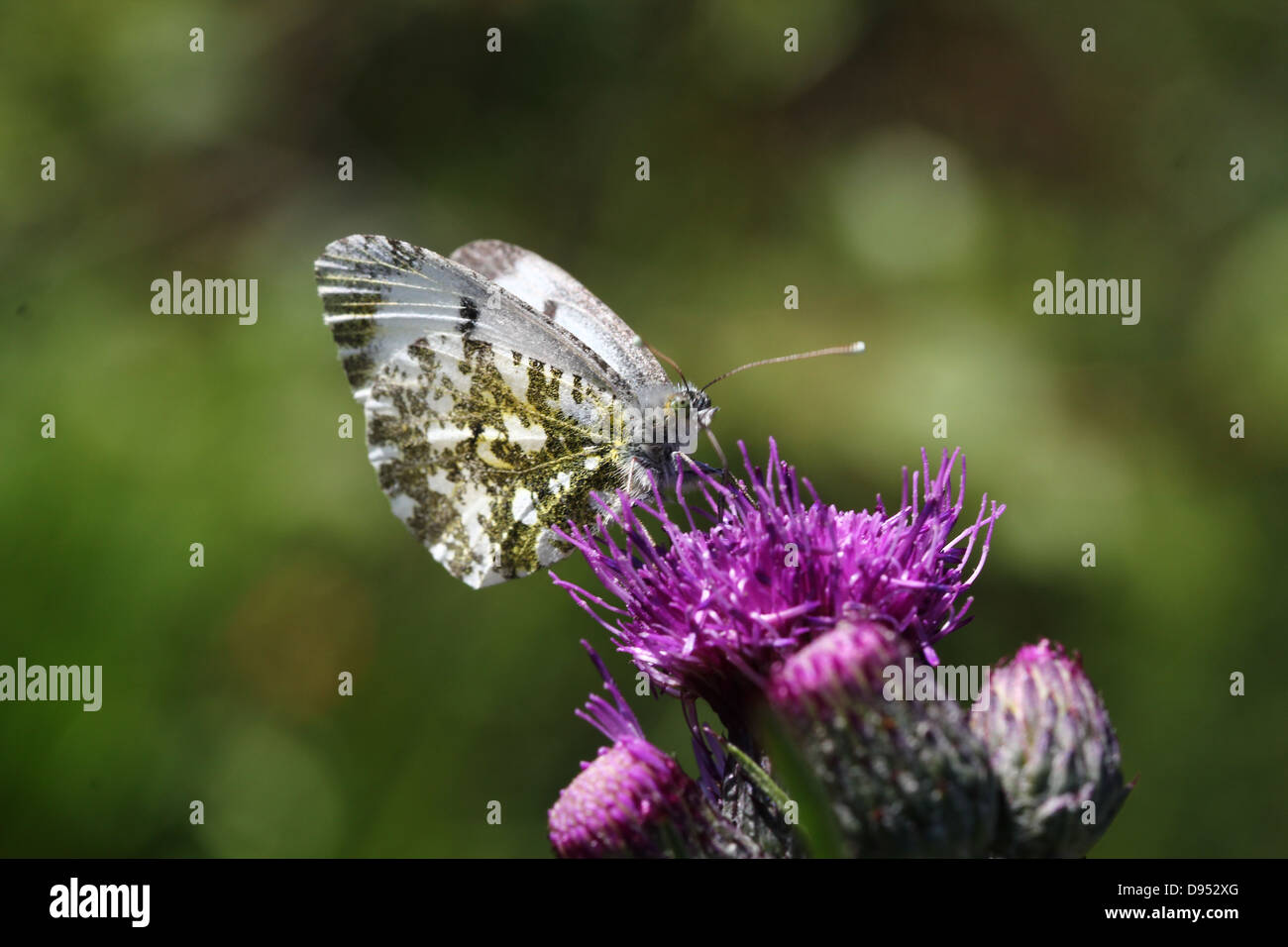 Detailed close-up of a female Orange Tip Butterfly (Anthocharis cardamines) posing and foraging on a thistle Stock Photo