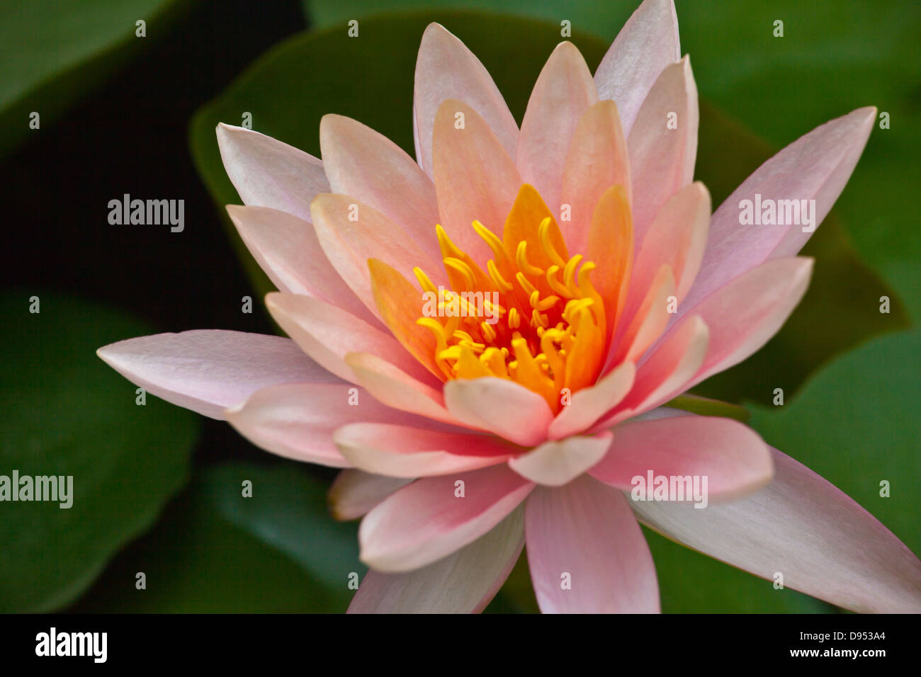 LOTUS FLOWERS bloom in a pond MINGUN, MYANMAR Stock Photo Alamy