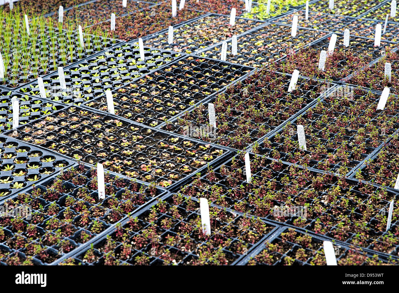 Perennial plants being grown in a wholesale greenhouse. Stock Photo