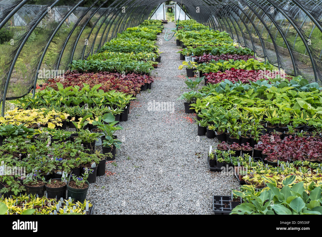 Shade perennials in a nursery Stock Photo