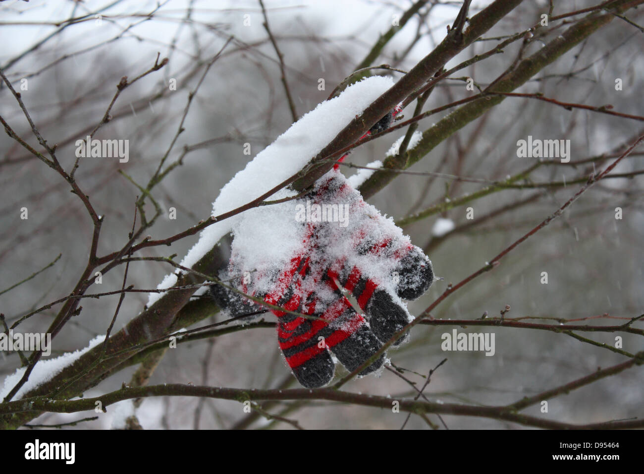 Lost Snowy Glove in a Tree Stock Photo