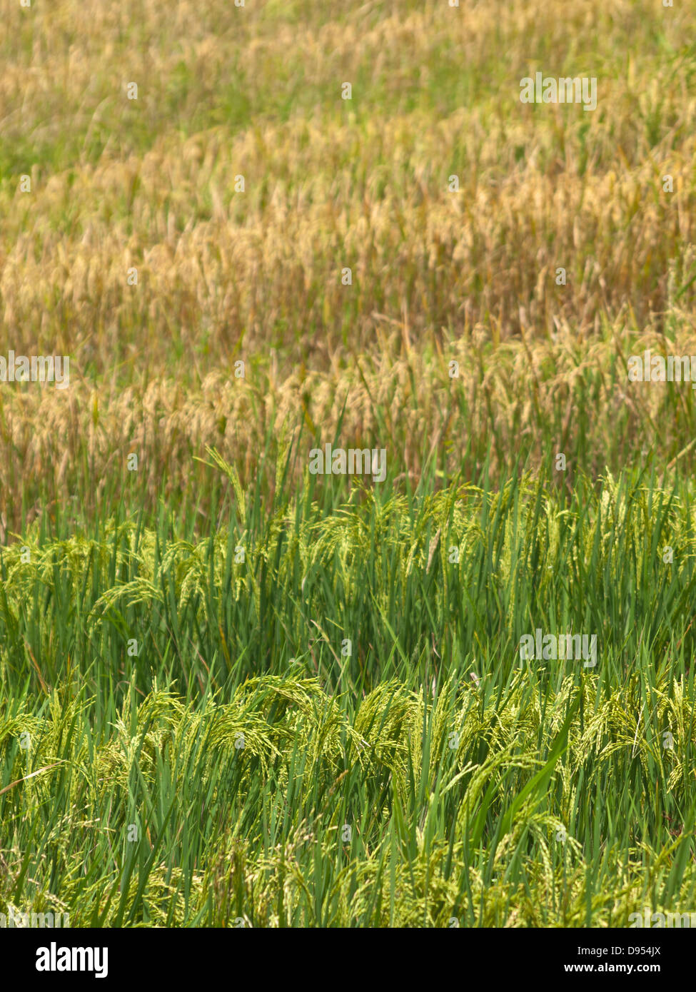 Java Indonesia Rice Paddies High Resolution Stock Photography and ...
