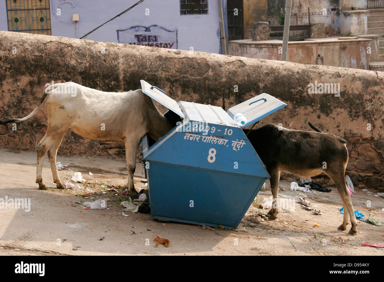 cows-eating-rubbish-from-a-trash-bin-india-D954KY.jpg
