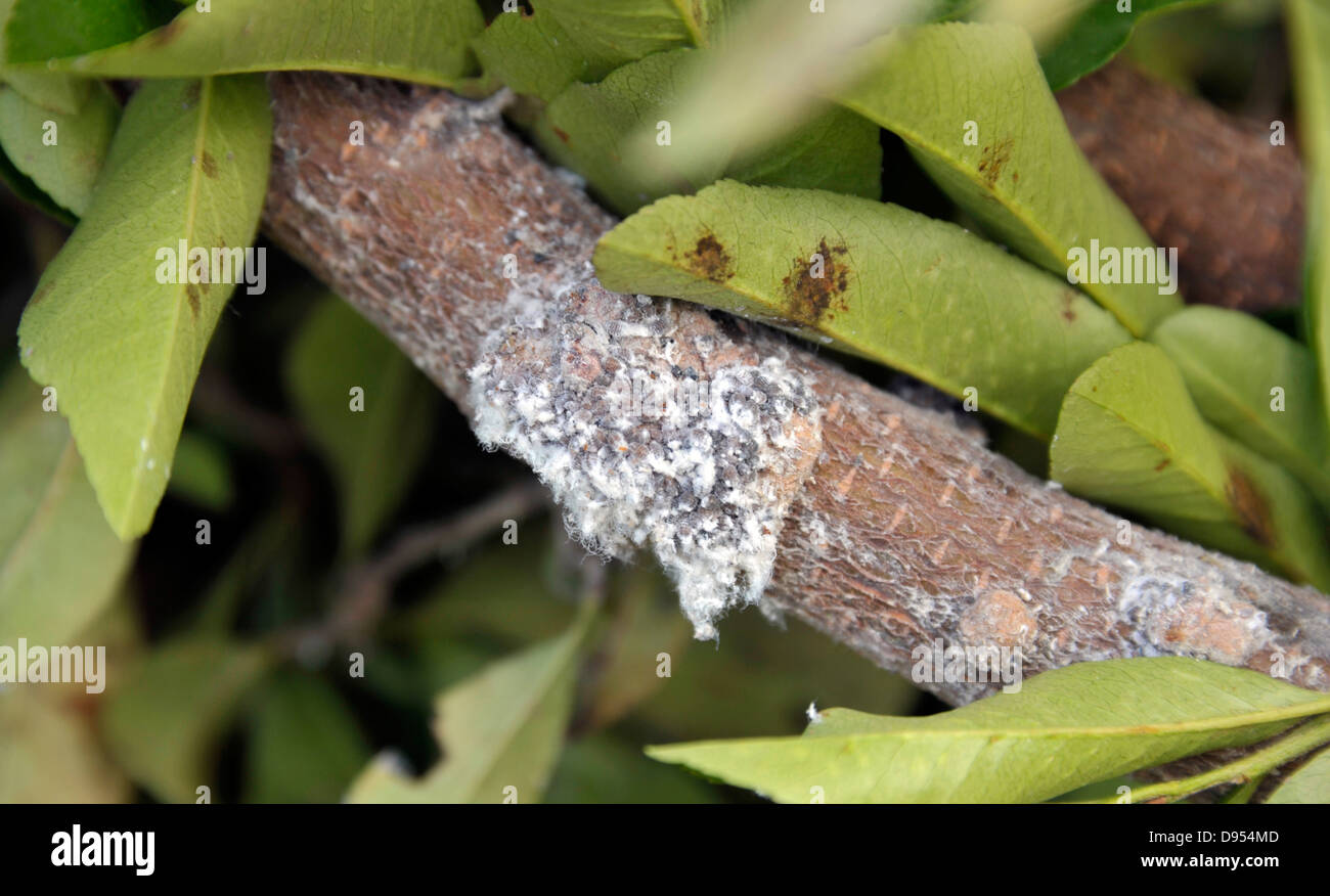 Woolly aphids, Eriosomatinae, infesting a Pyracantha shrub branch. Stock Photo