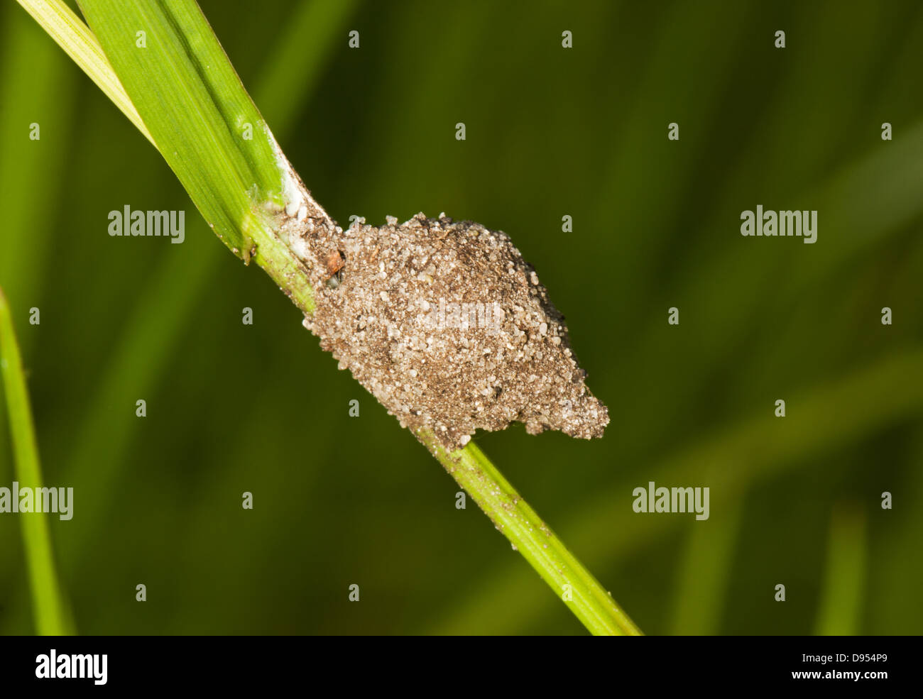 Potters wasp nest  clinging to a blade of grass Stock Photo