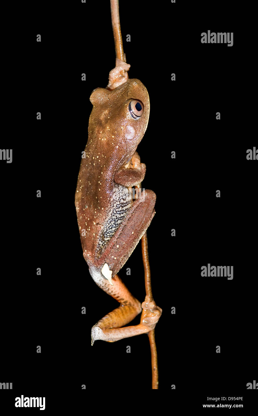 Tree frog from Ecuador, Hyla geographica Stock Photo