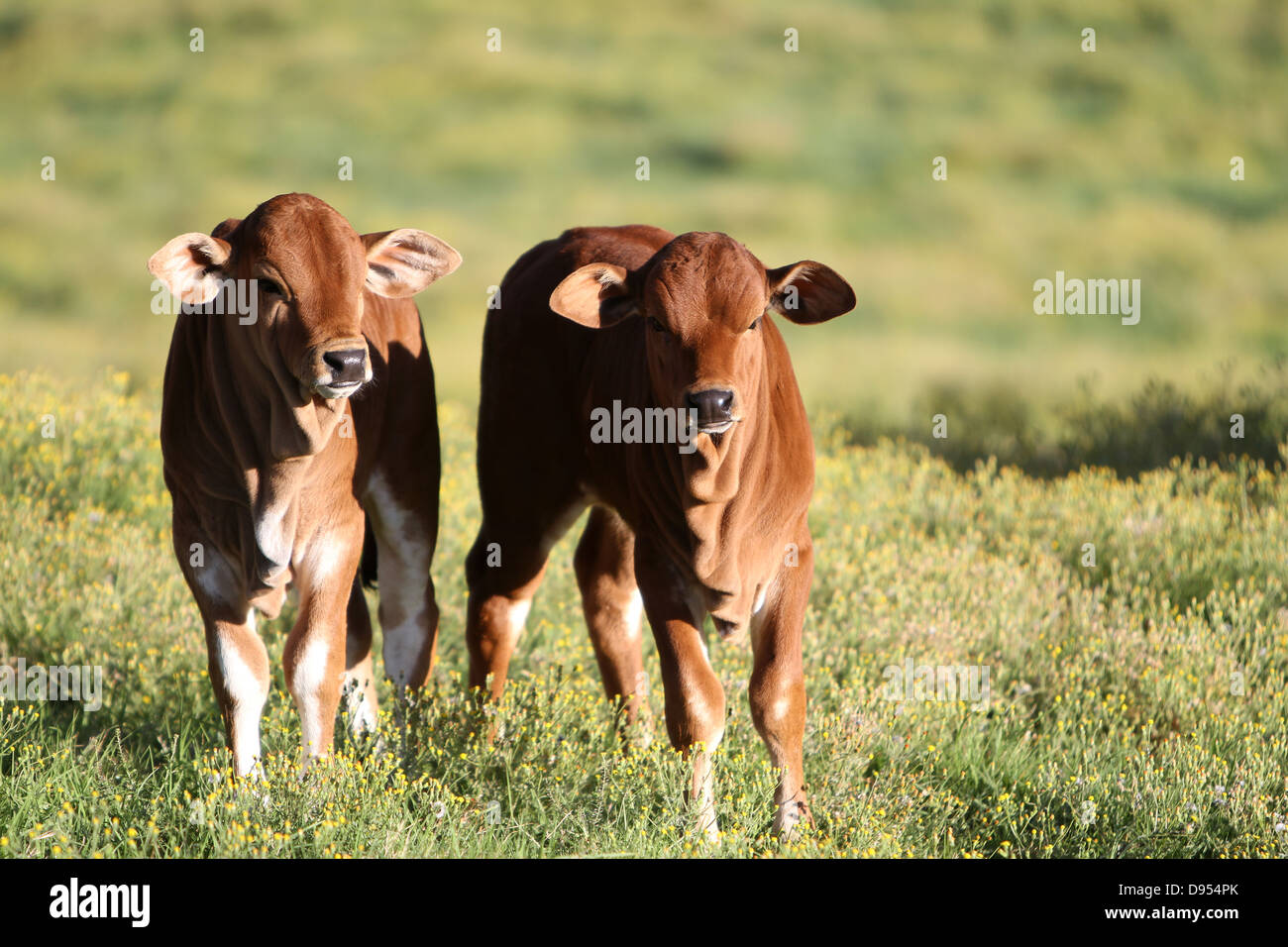 Boran cattle calves standing in the field amongst yellow flowers Stock