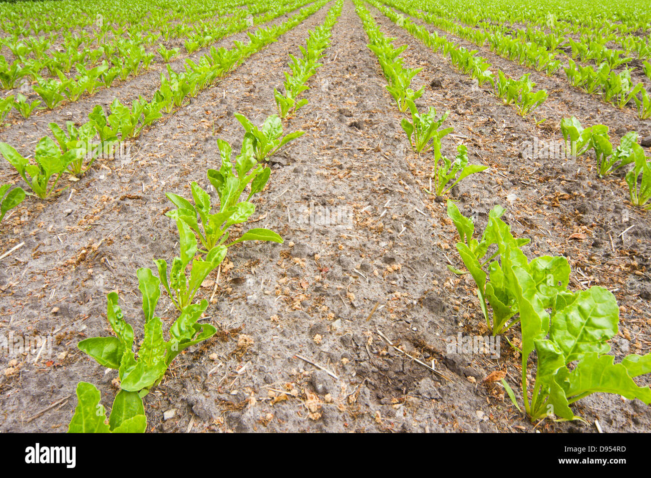 Young Sugar beet plants in rows on a field Stock Photo