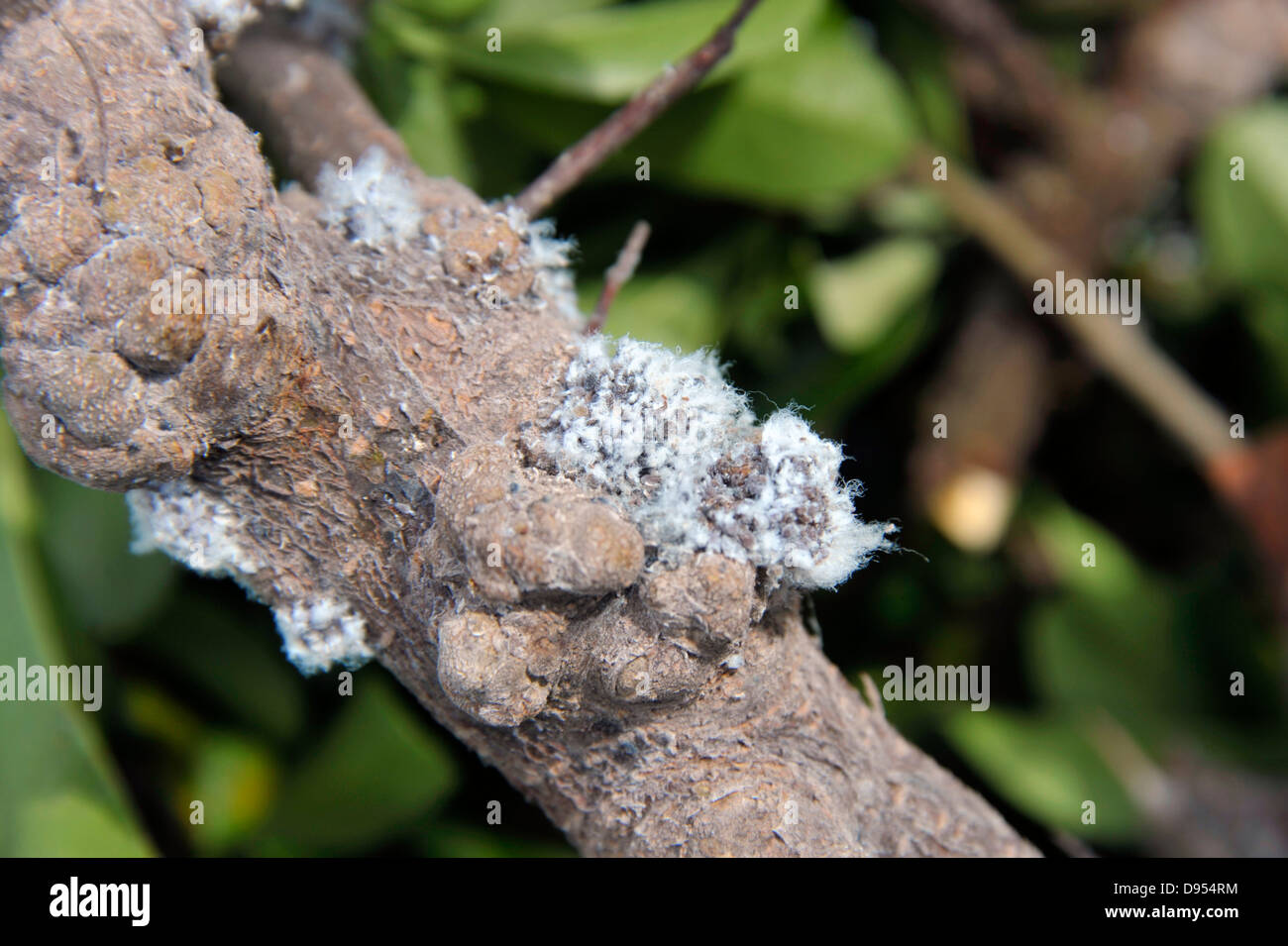 Damage caused by woolly aphids, Eriosomatinae, infesting a Pyracantha shrub. Stock Photo