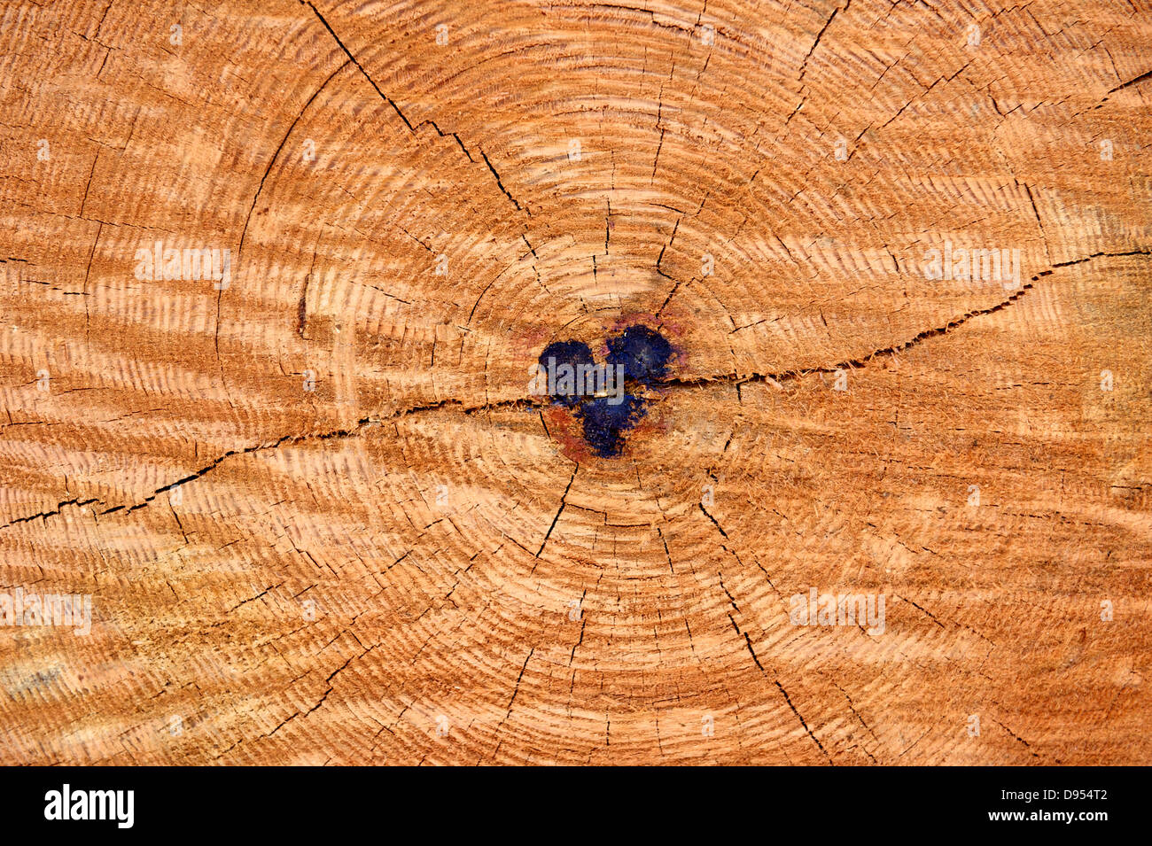 Heart shape drawn on the a redwood log Stock Photo