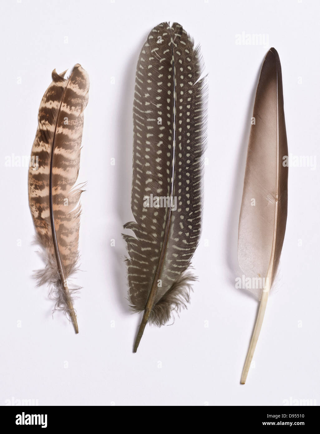 3 bird feathers Left is a Hen Wing Quill, Centre is Hen Pheasant, Right is Gray Duck Stock Photo