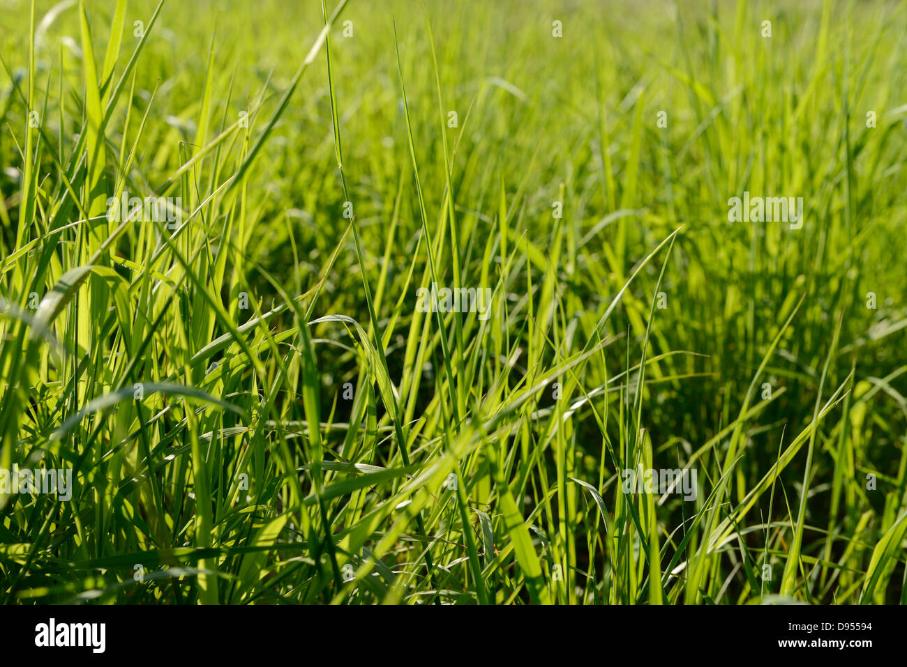 Field of long overgrown grass Stock Photo