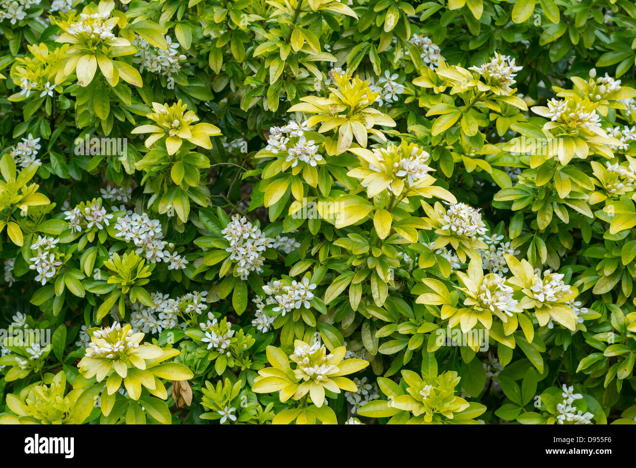 Mexican orange blossom Choisya, Norfolk England, June Stock Photo