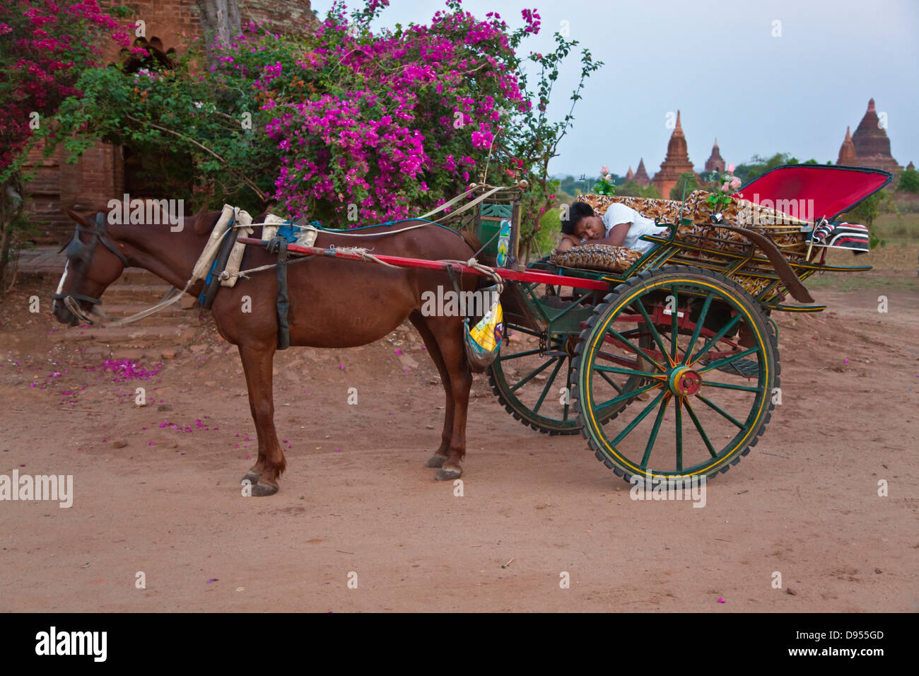 A cart driver takes a rest during a dawn mission - BAGAN, MYANMAR Stock ...
