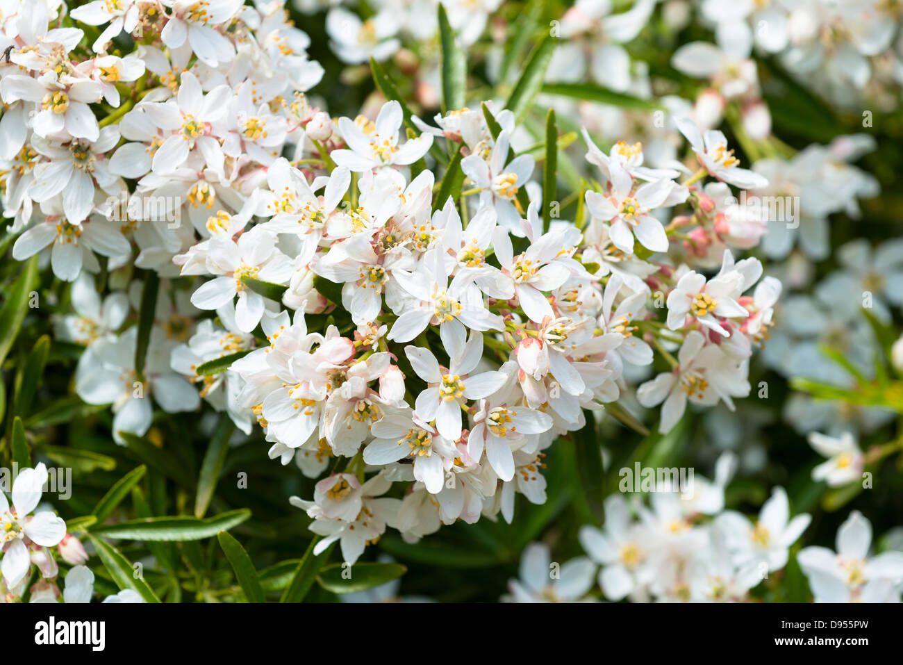 Choisya, Mexican Mock Orange, 'Aztec pearl', England, June Stock Photo